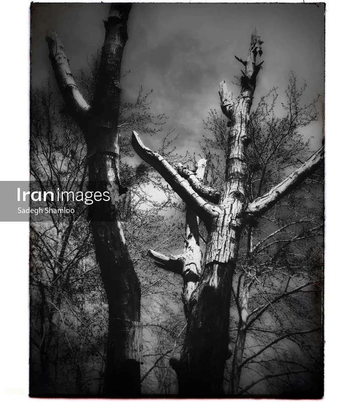 Trees