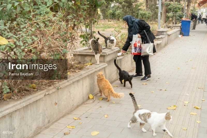 Tehran’s Cats in Laleh Park
