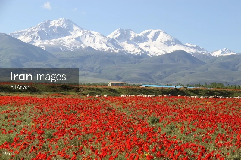 Anemone flowers in a valley facing of Sabalan Mountain