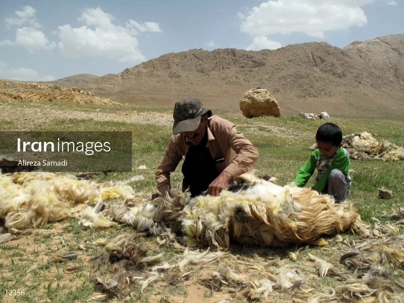 Sheep shearing