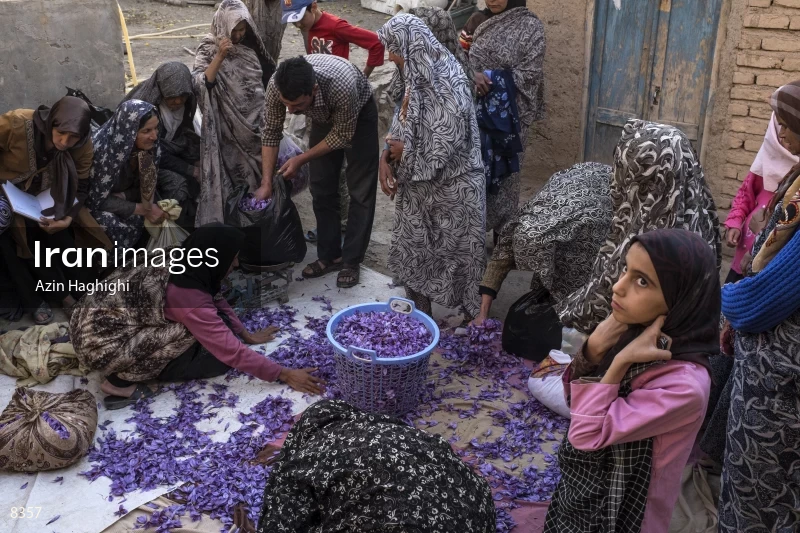 Harvesting saffron