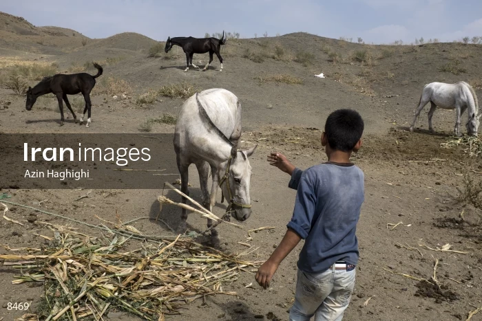Horses in Turkmens festivities