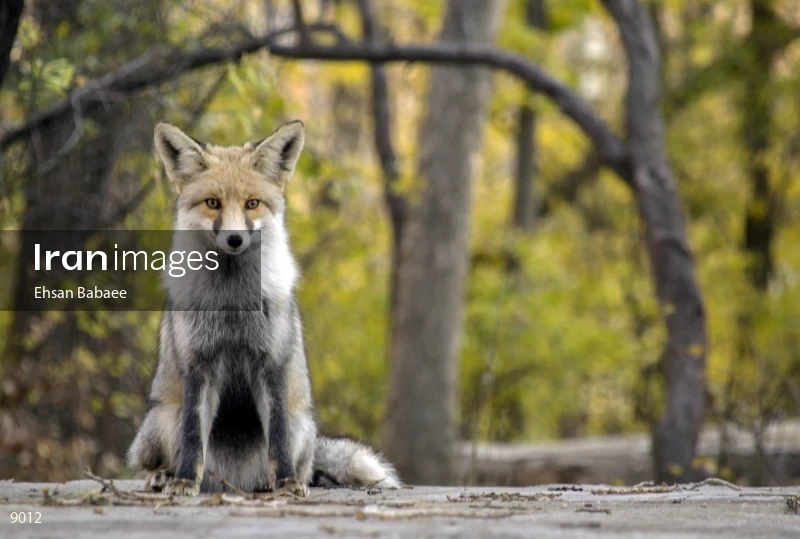 Red Fox