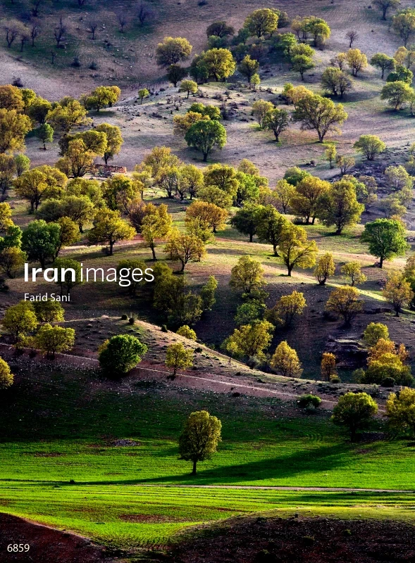 Oak Groves in Iran