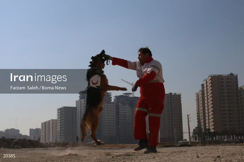 Detection dog training