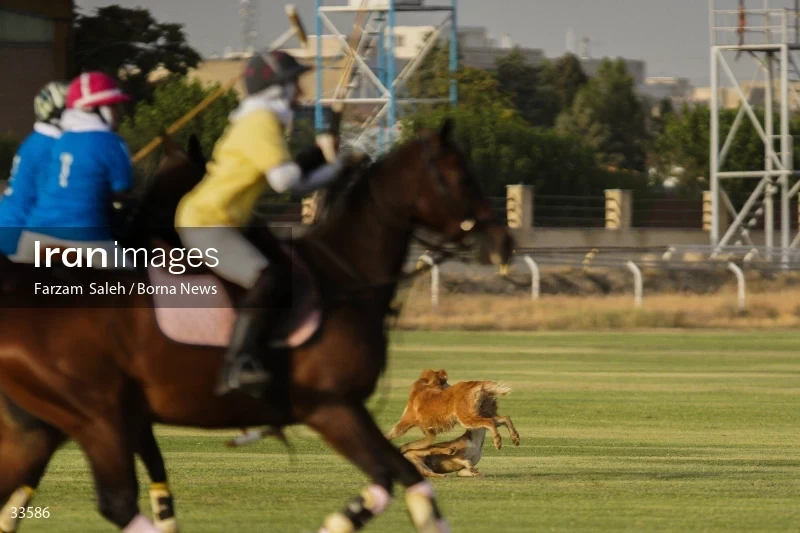 The 7th week of the National Women's Polo League (Laleh Cup)
