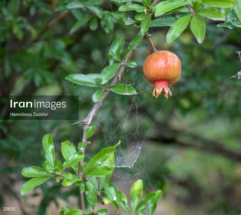 Pomegranate tree