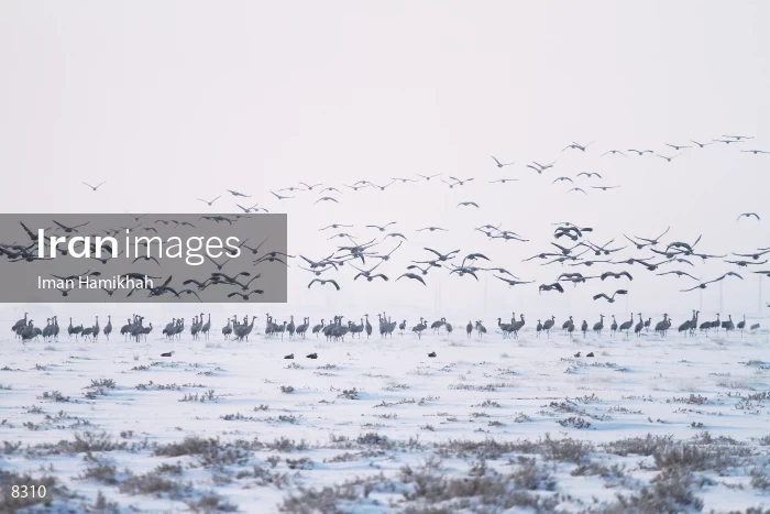 Common Cranes in Meighan wetland