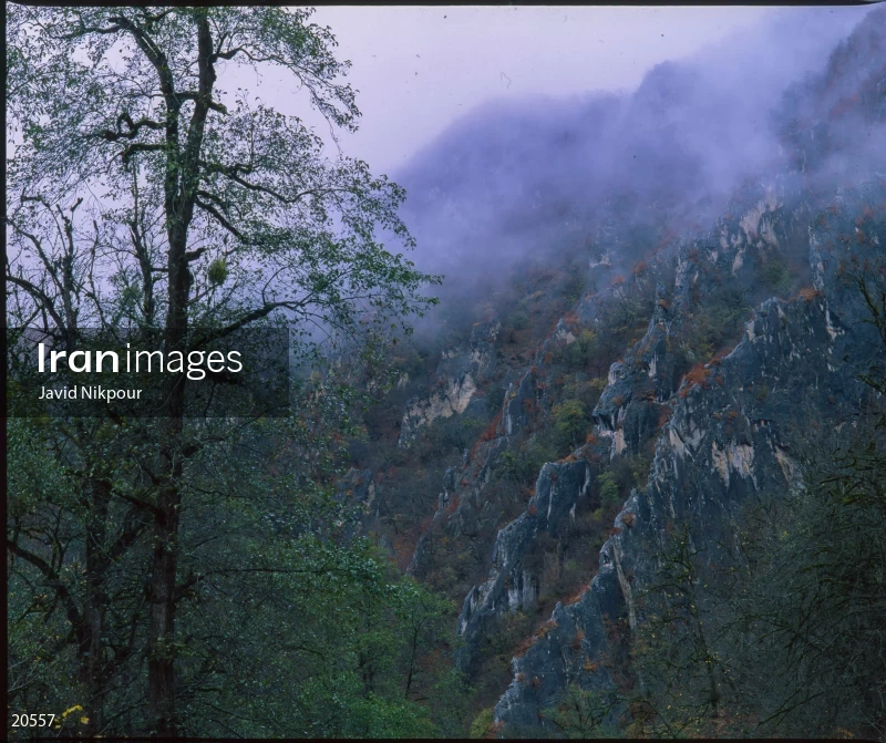 Tuskestan Forest