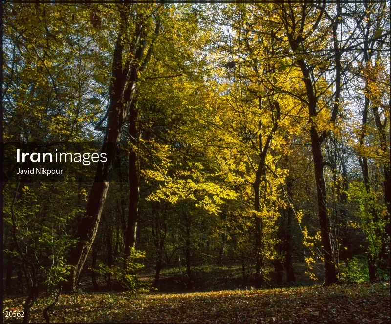 Shashtkola Forest