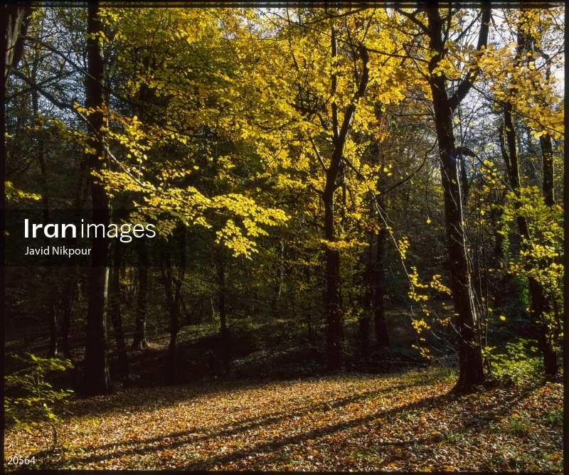 Shashtkola Forest