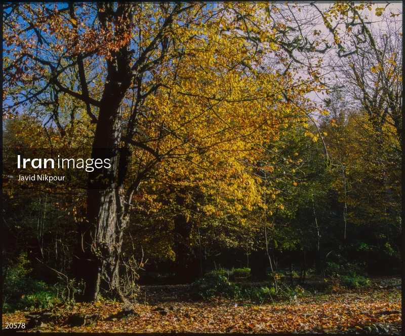 Shirabad Forest