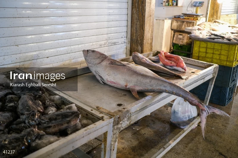 Bushehr's Market