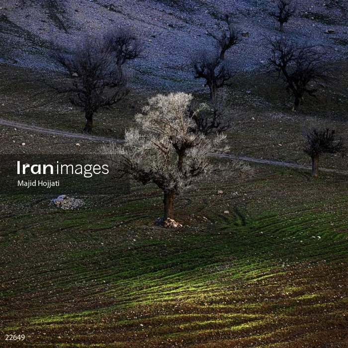 single tree