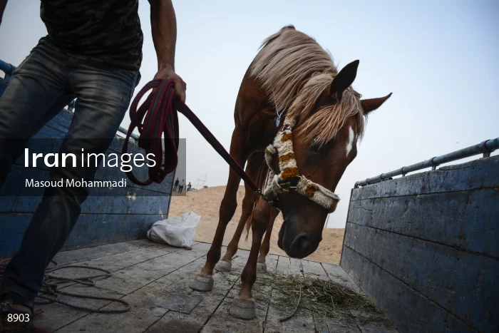 7th Annual Nomads Horse Riding Race