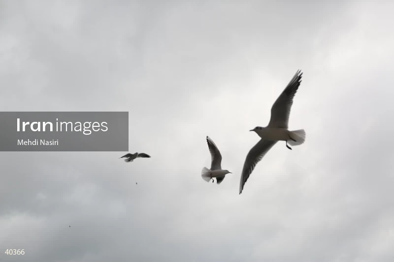 Seabirds of the Galataport