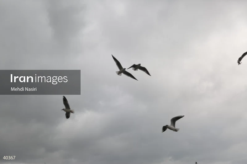 Seabirds of the Galataport