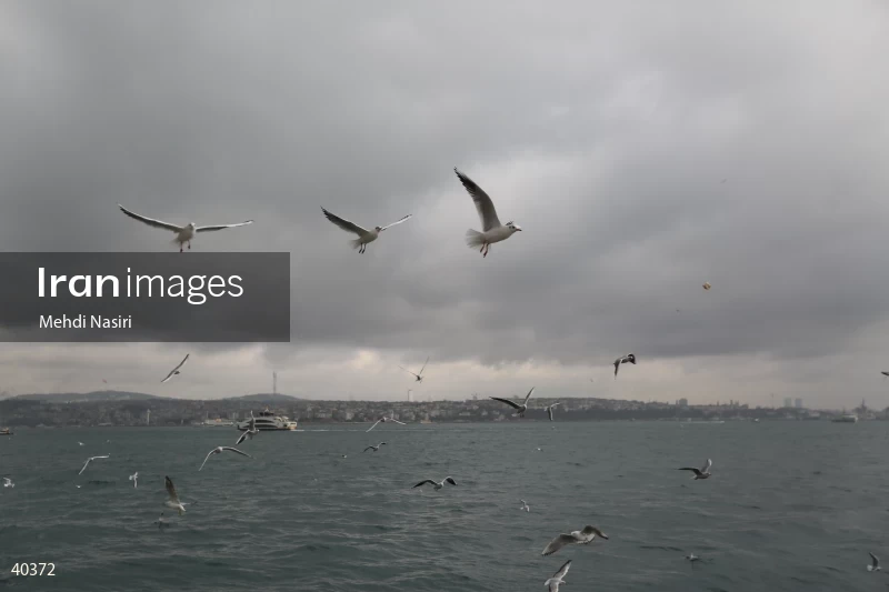 Seabirds of the Galataport