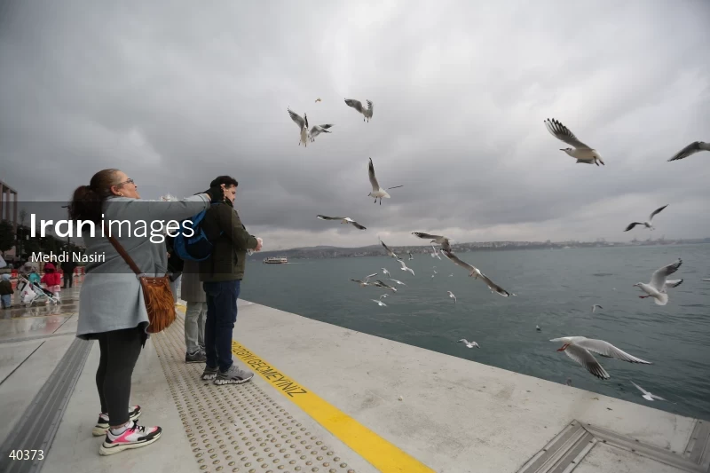 Seabirds of the Galataport
