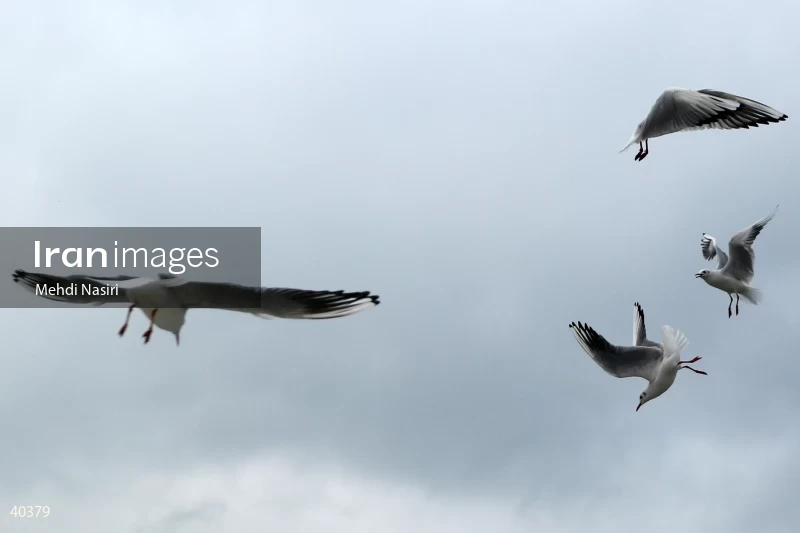 Seabirds of the Galataport