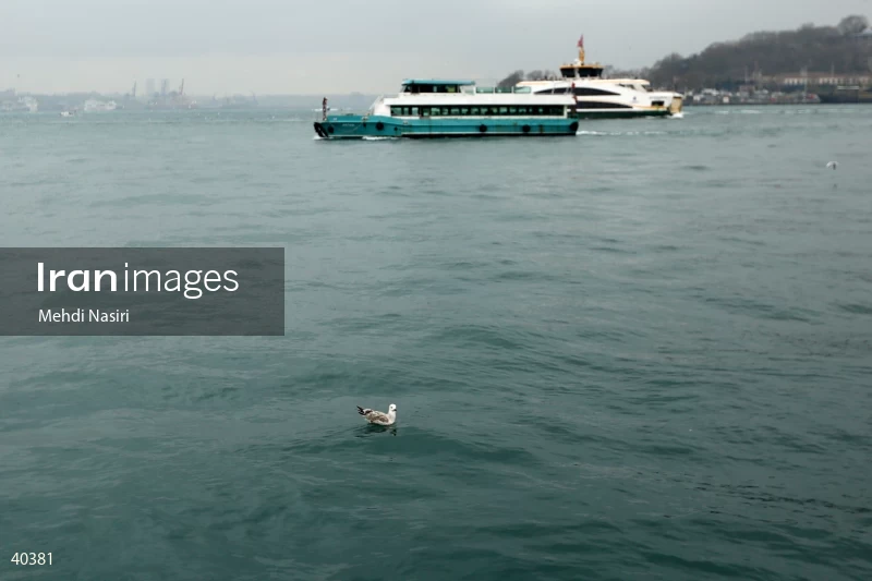 Seabirds of the Galataport