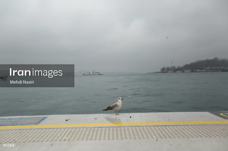 Seabirds of the Galataport