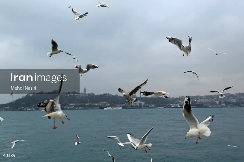 Seabirds of the Galataport