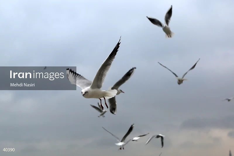 Seabirds of the Galataport