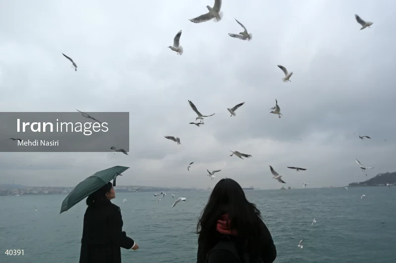Seabirds of the Galataport