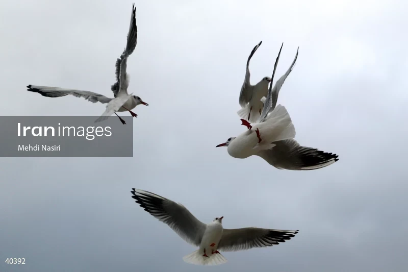 Seabirds of the Galataport