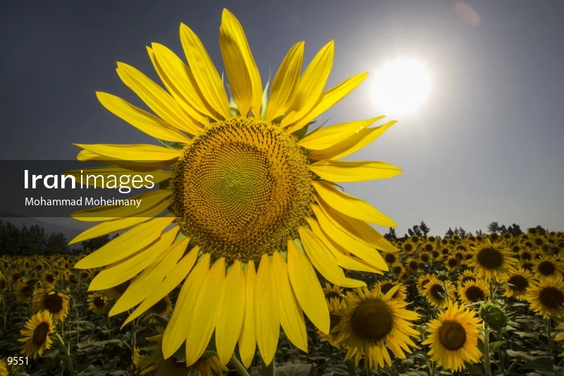Sunflower farms