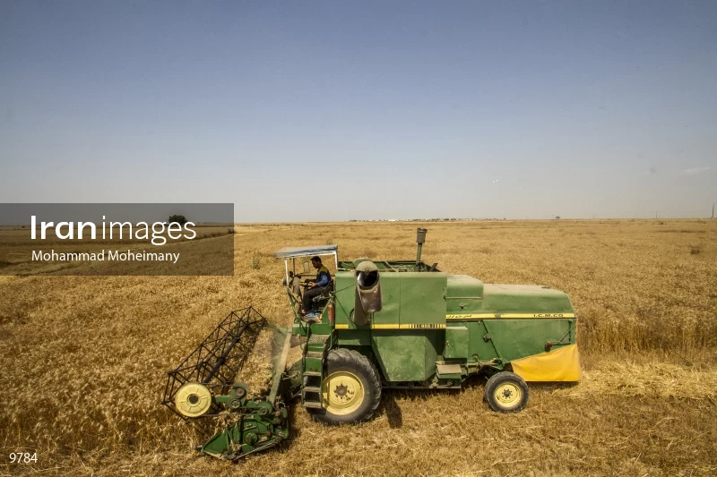 Wheat harvest in Golestan