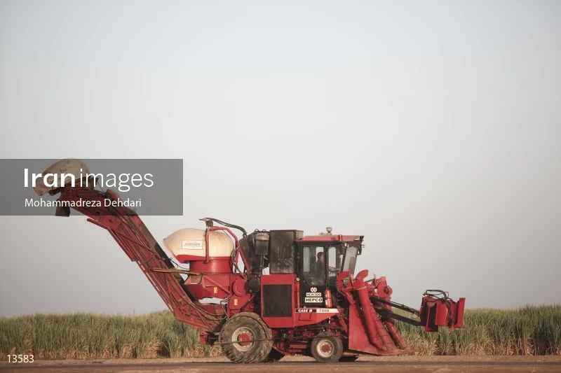 Sugarcane harvest