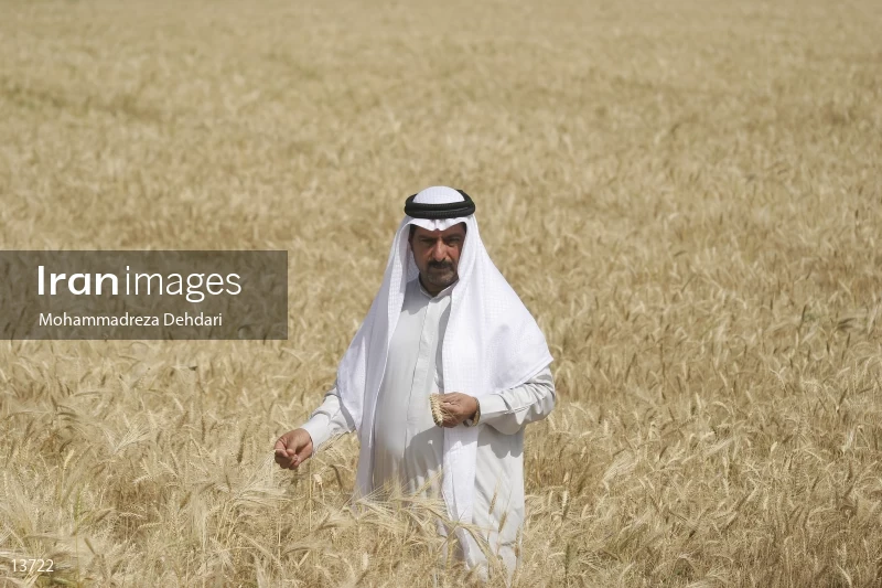 Wheat harvest in Khuzestan