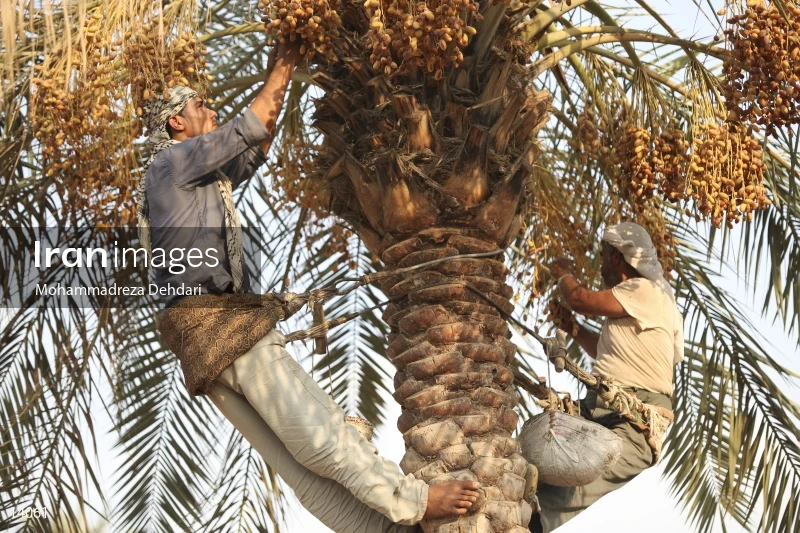 Date harvest in Khuzestan
