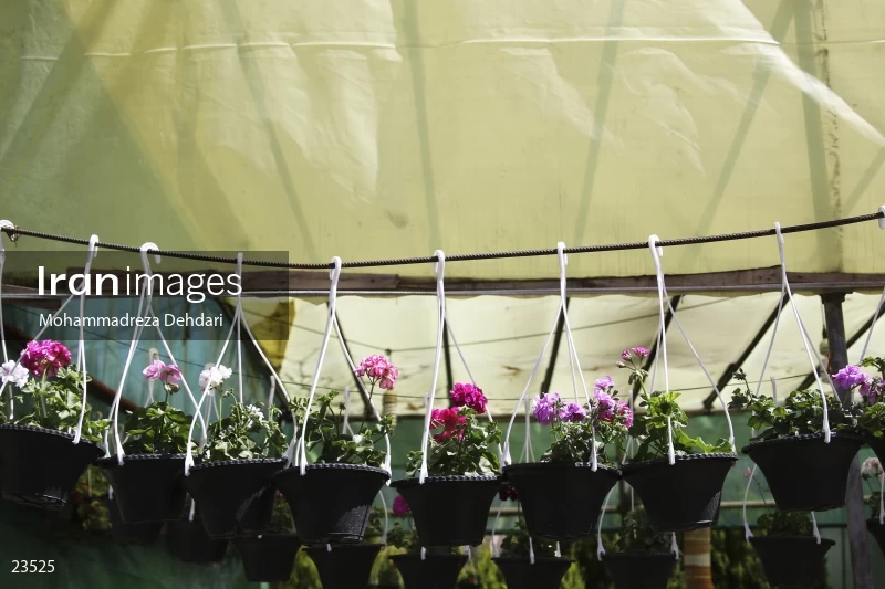 Qasr Aldasht flower market, Shiraz