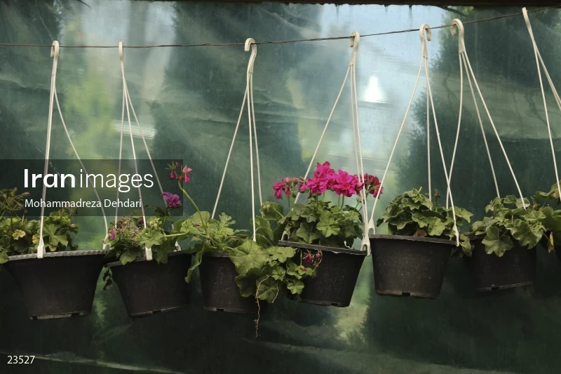 Qasr Aldasht flower market, Shiraz