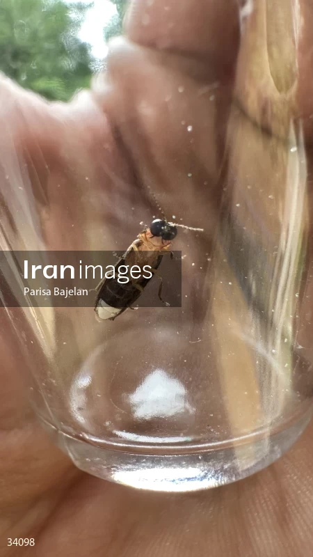 Firefly