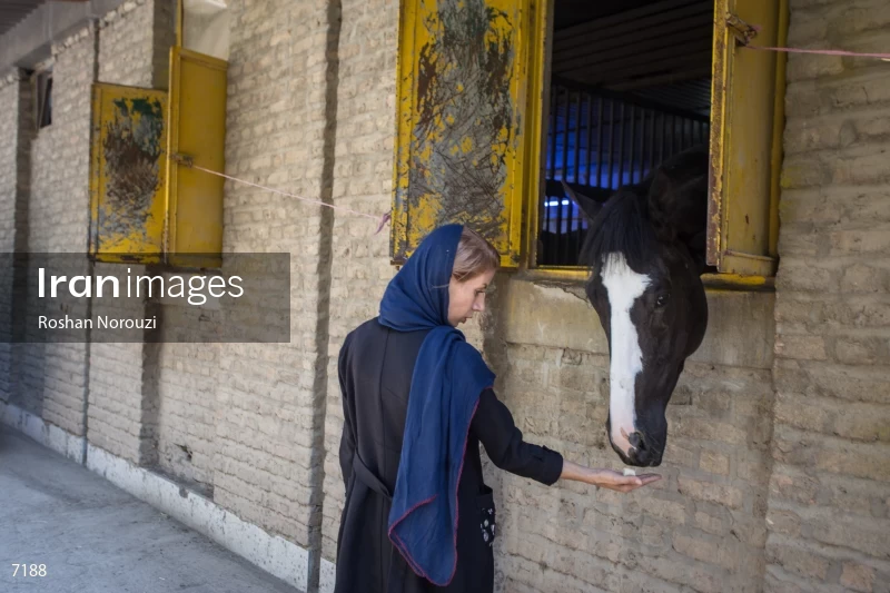 Tehran Horse Riding Summer Event