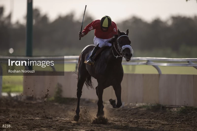 Tehran Horse Riding Summer Event