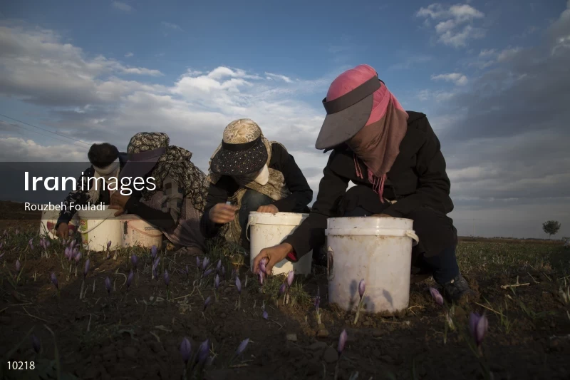 Harvesting Saffron