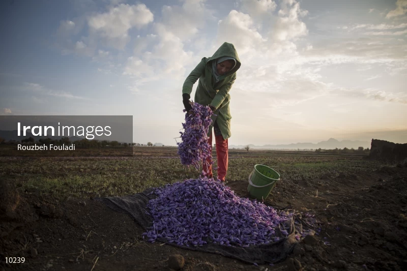 Harvesting Saffron