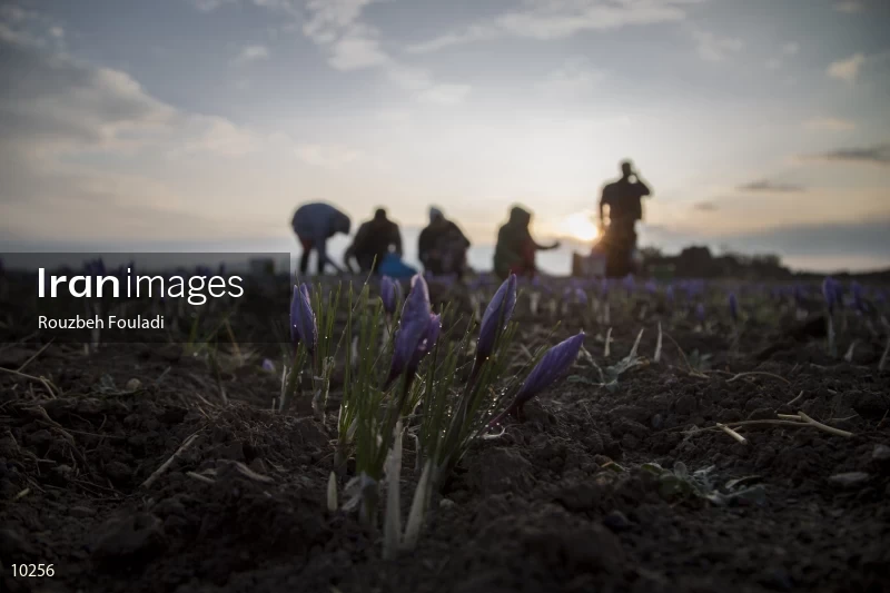 Harvesting Saffron