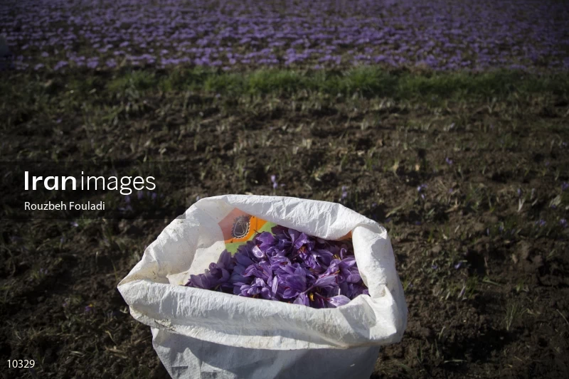 Harvesting Saffron