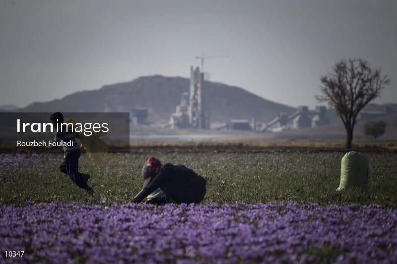 Harvesting Saffron
