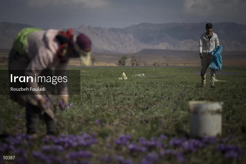 Harvesting Saffron