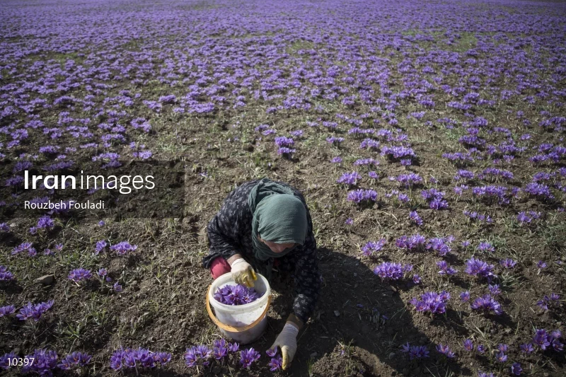 Harvesting Saffron