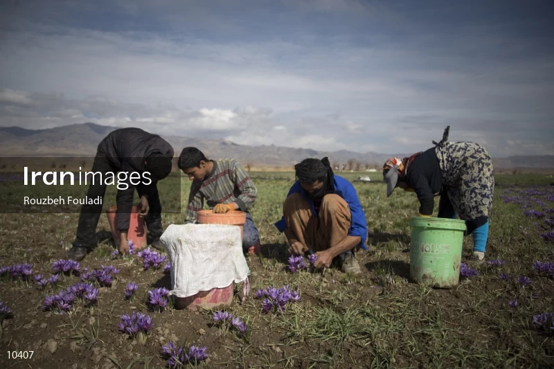 Harvesting Saffron