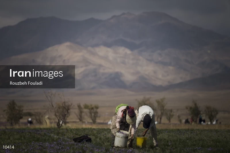 Harvesting Saffron