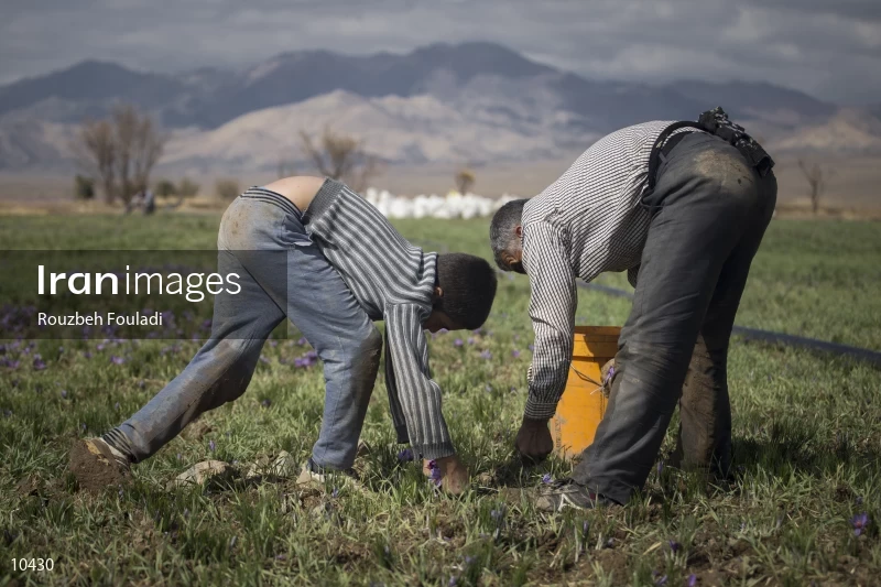Harvesting Saffron